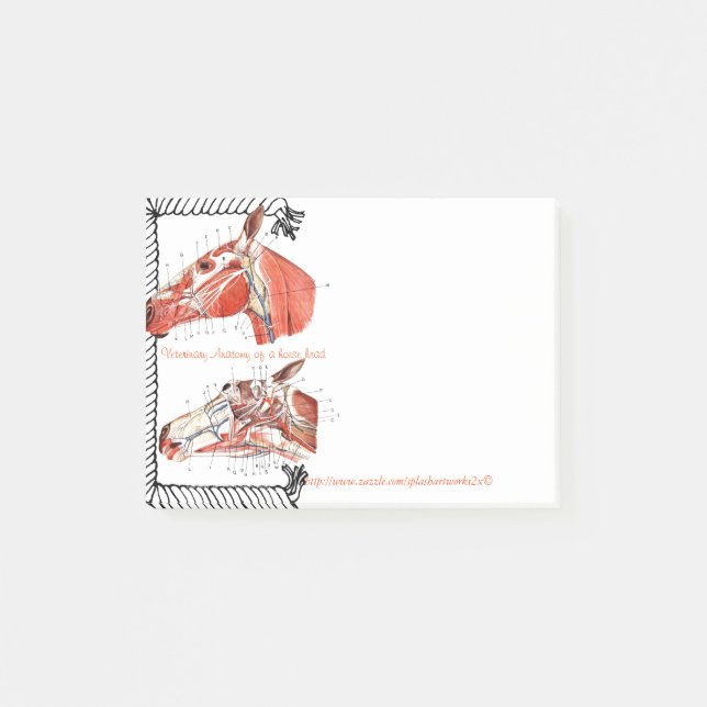 "Veterinary Anatomy of a horse head " Post-it Notes (Front)