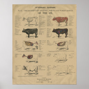 Veterinary Ox Cow Anatomy Illustrations Poster