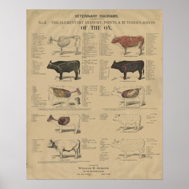 Veterinary Ox Cow Anatomy Illustrations Poster (Front)