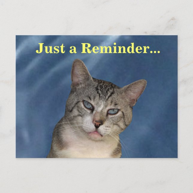 Veterinary Reminder Tough Cat Postcard (Front)