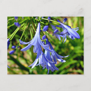Vibrant African Lily flowers Postcard