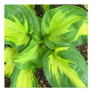 Vibrant and Lush Hosta Leaves Closeup Photo Print