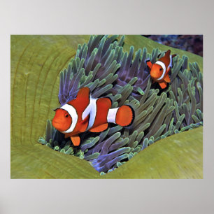 Vibrant Anenomefish Poster