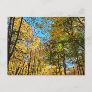 Vibrant autumn forest with trees postcard