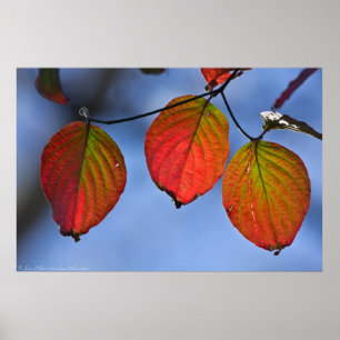 Vibrant Autumn Leaf Trio Poster