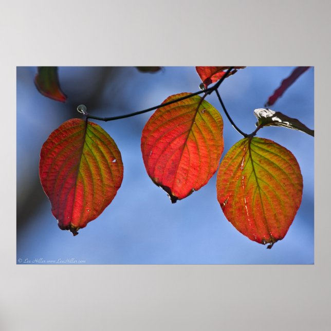 Vibrant Autumn Leaf Trio Poster (Front)