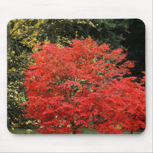 Vibrant Autumn Red Japanese Maple Tree Photography Mouse Pad