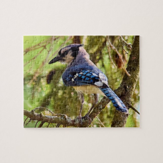 Vibrant Backyard Blue Jay - 8x10 - 110 pc. Jigsaw Puzzle (Horizontal)