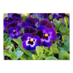 Vibrant Beautiful Purple Poppy Flowers Photograph