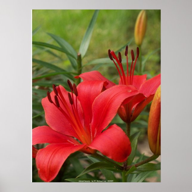 vibrant beauty - by W. Michael Ley - ... Poster (Front)