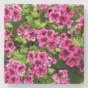"Vibrant Blooms: Hot Pink Geraniums on Lush Bush Stone Coaster