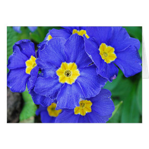 Vibrant Blue