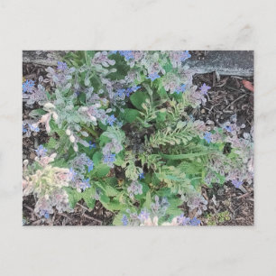 Vibrant Blue Borage Starflower Herbal Garden Postcard