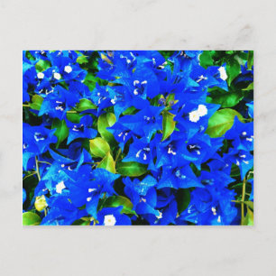Vibrant Blue Bougainvillea Flowers Postcard