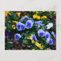 Vibrant blue pansy flowers