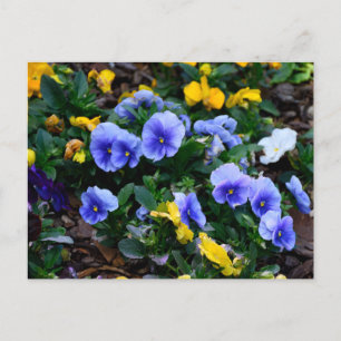 Vibrant blue pansy flowers postcard