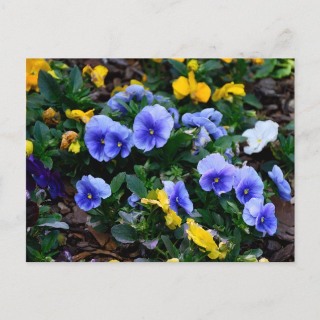 Vibrant blue pansy flowers postcard (Front)