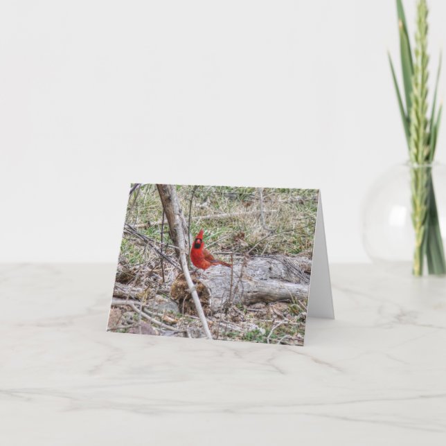 Vibrant Cardinal Card (Front)