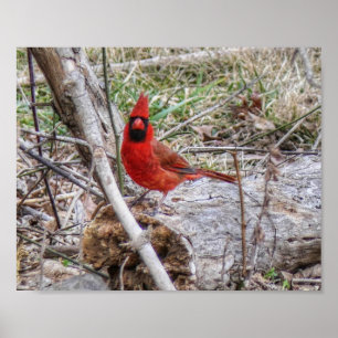 Vibrant Cardinal Poster