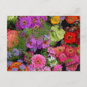 vibrant colour daisies postcard