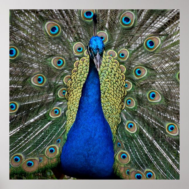 Vibrant colour Peacock Poster (Front)