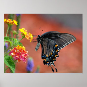 Vibrant Colour Swallowtail Butterfly Poster
