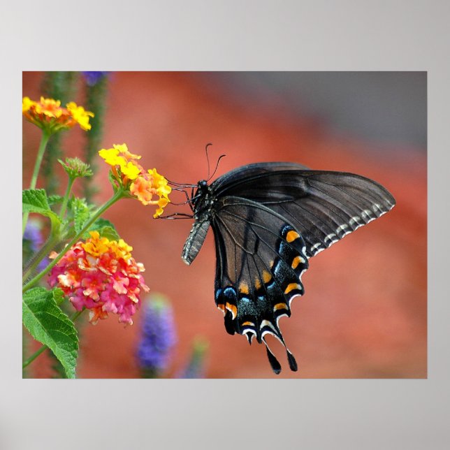 Vibrant Colour Swallowtail Butterfly Poster (Front)