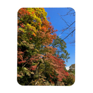 Vibrant Coloured Maples Magnet