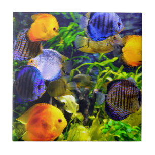 Vibrant Colourful Aquatic Tropical Sea Fish Ceramic Tile
