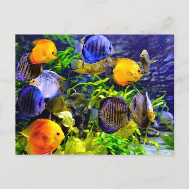 Vibrant Colourful Aquatic Tropical Sea Fish Postcard (Front)