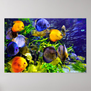 Vibrant Colourful Aquatic Tropical Sea Fish Poster