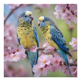 "Vibrant Companions: Blue and Yellow Budgies" Photo Print