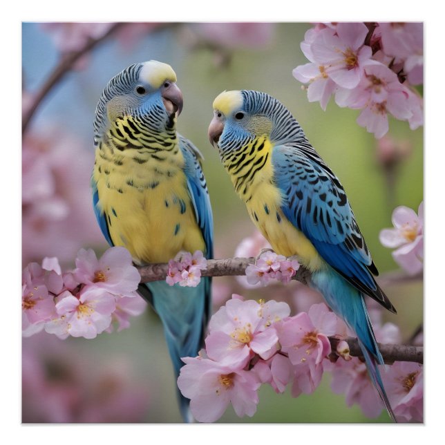 "Vibrant Companions: Blue and Yellow Budgies" Poster (Front)