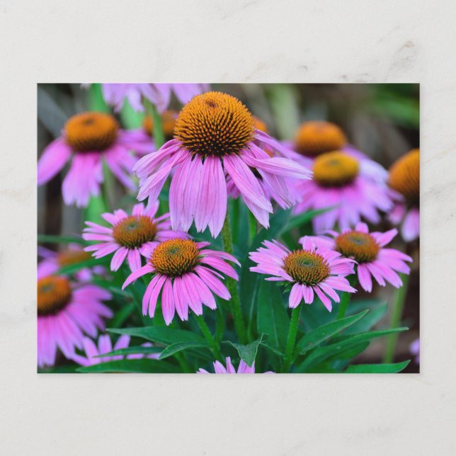 vibrant coneflowers postcard (Front)