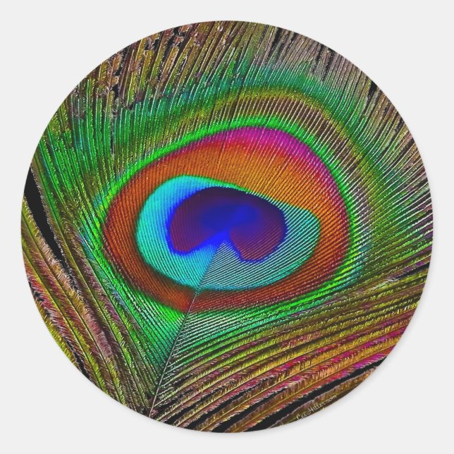 Vibrant Copper Peacock Feather Classic Round Sticker (Front)