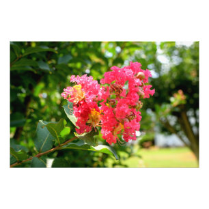 Vibrant Crepe Myrtle Tree Photo Print