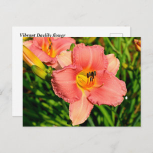 Vibrant daylily flowers postcard