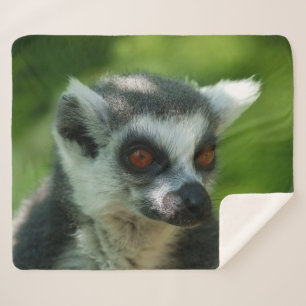Vibrant Encounter: Ring-Tailed Lemur Close-Up Sherpa Blanket