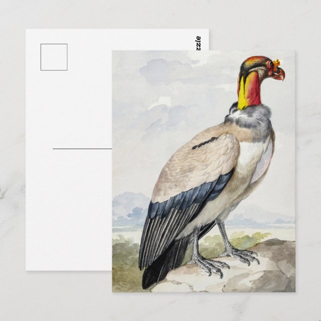 Vibrant Exotic King Vulture Wall Decor Postcard (Front/Back)