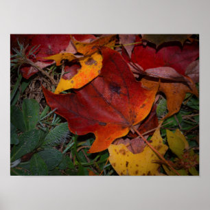 Vibrant Fall Leaves Poster