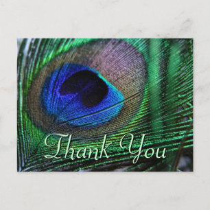 Vibrant feathers Postcard