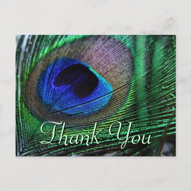 Vibrant feathers Postcard (Front)