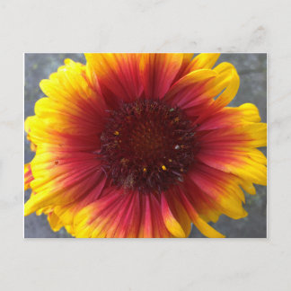 Vibrant Flower Postcard