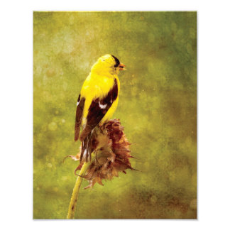 Vibrant Goldfinch Wildlife Print | Nature Art