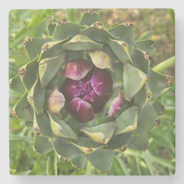 Vibrant Green and Purple Tuscan Artichoke Stone Coaster (Front)