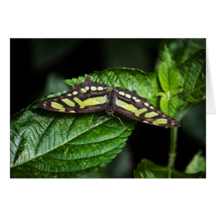 Vibrant Green Card