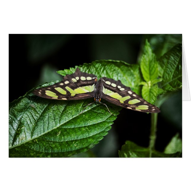 Vibrant Green Card (Front Horizontal)