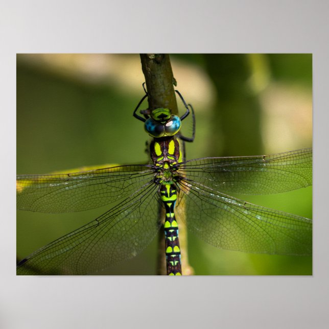 Vibrant Hawker Dragonfly Close Up - Wildlife Photo Poster (Front)