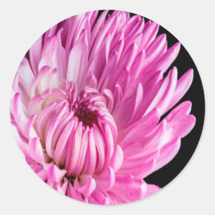 Vibrant in Pink Dahlia Classic Round Sticker