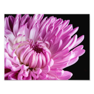Vibrant in Pink Dahlia Photo Print